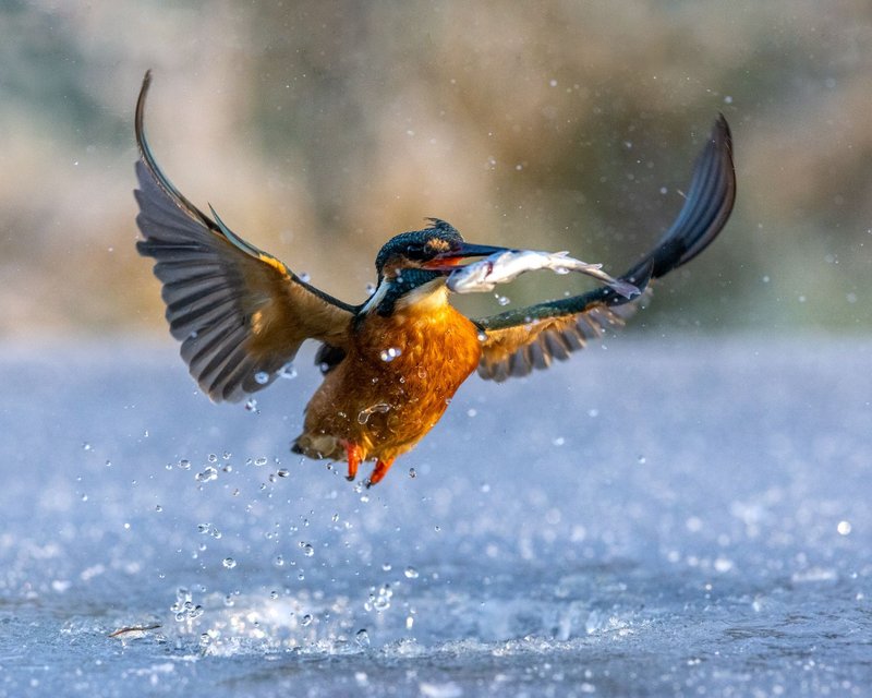 Learn about ice fishing gambling game
