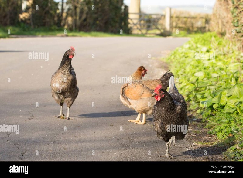 Italy - chicken road gioco